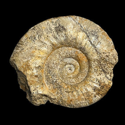 Procerites sp. ammonite –