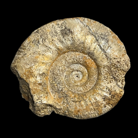 Procerites sp. ammonite –
