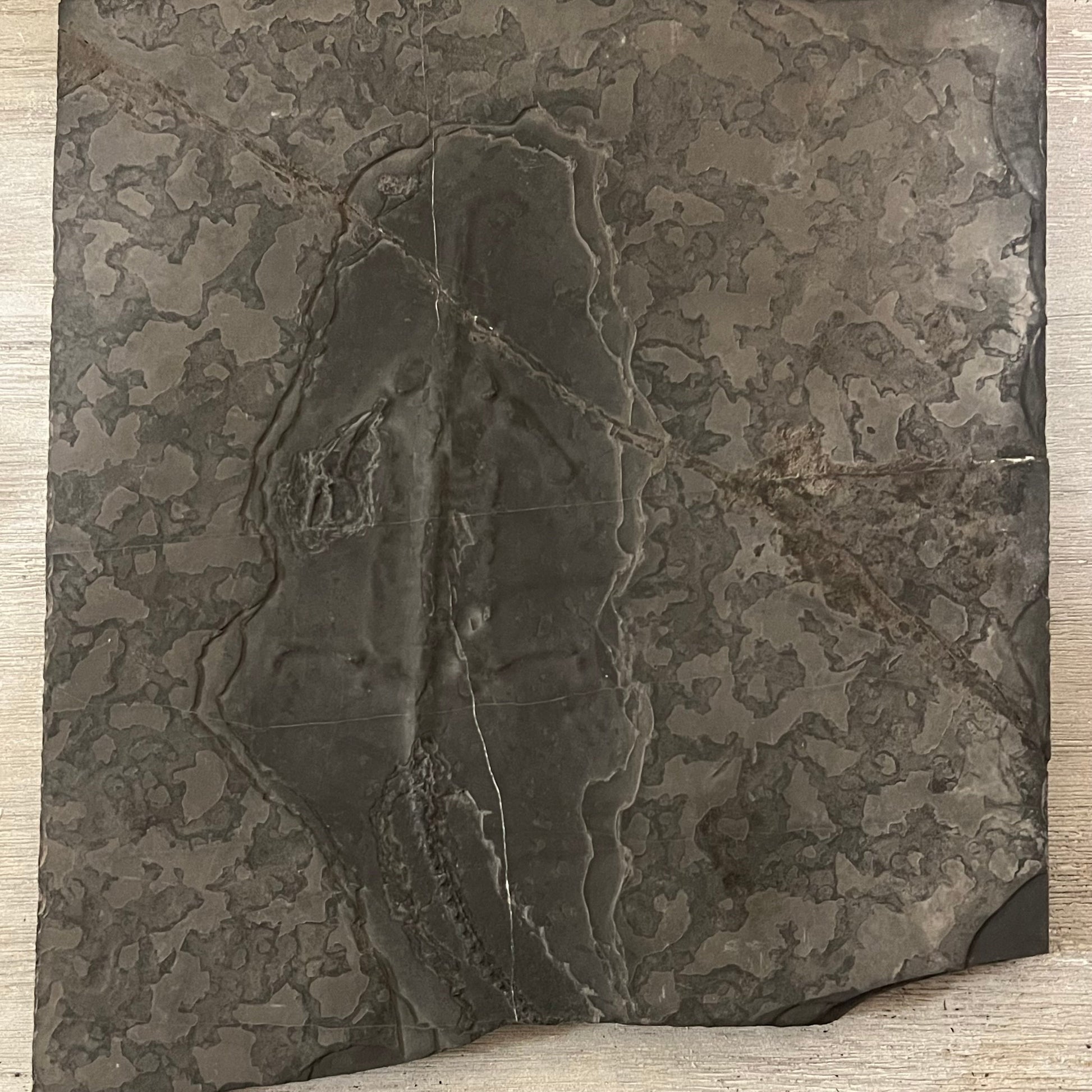 Unprepared Keichousaurus Fossil –