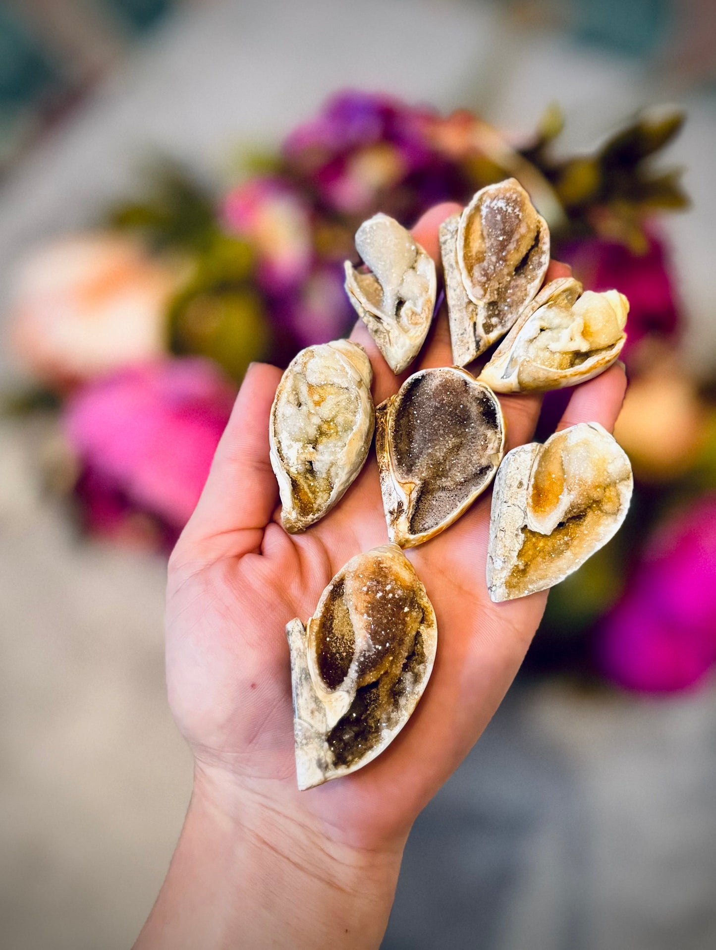 Druzy Shell Fossils, Rare from India