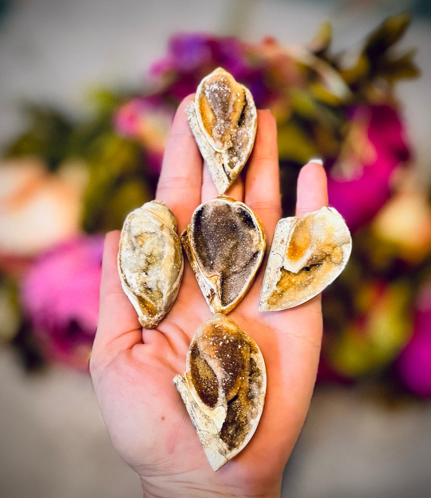 Druzy Shell Fossils, Rare from India
