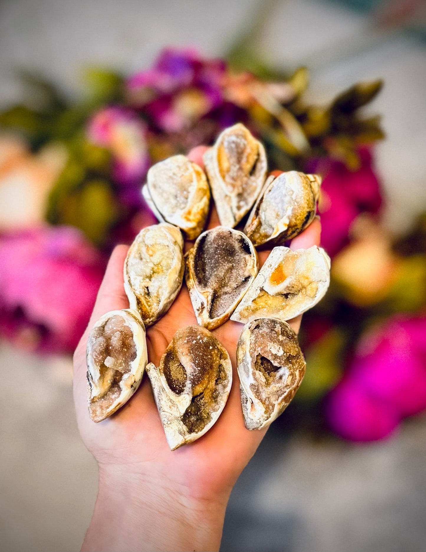 Druzy Shell Fossils, Rare from India