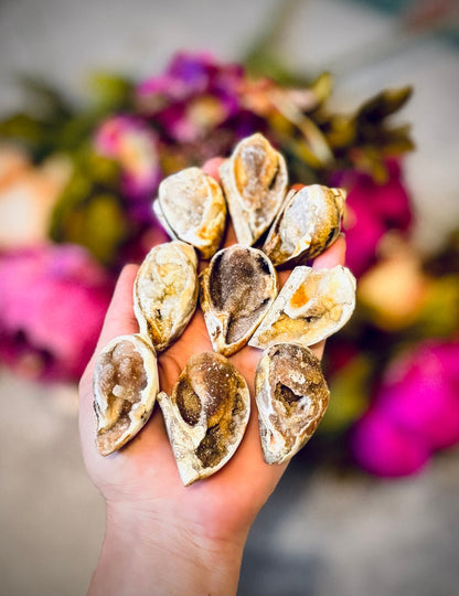 Druzy Shell Fossils, Rare from India