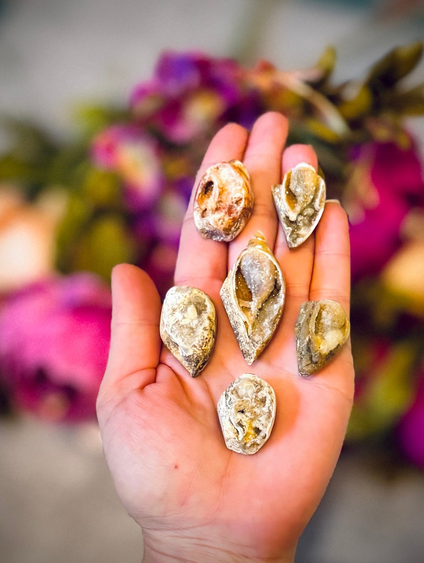 Druzy Shell Fossils, Rare from India