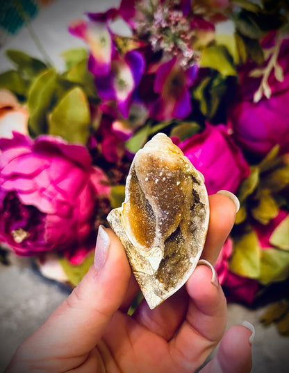 Druzy Shell Fossils, Rare from India