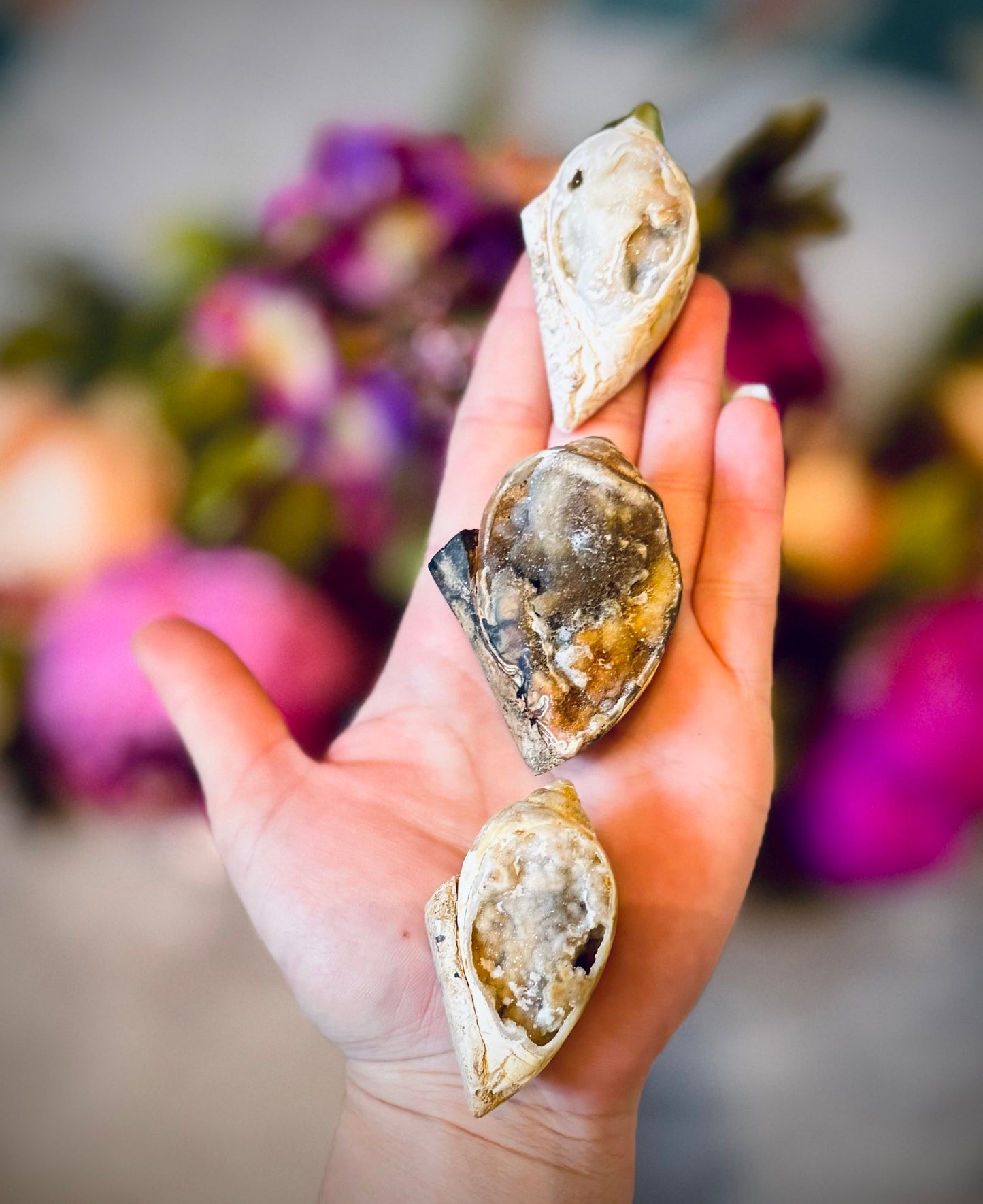 Druzy Shell Fossils, Rare from India