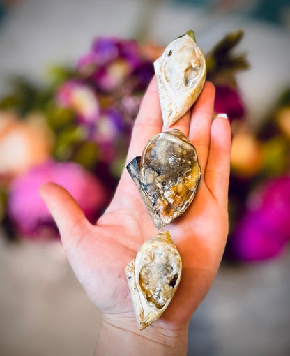 Druzy Shell Fossils, Rare from India