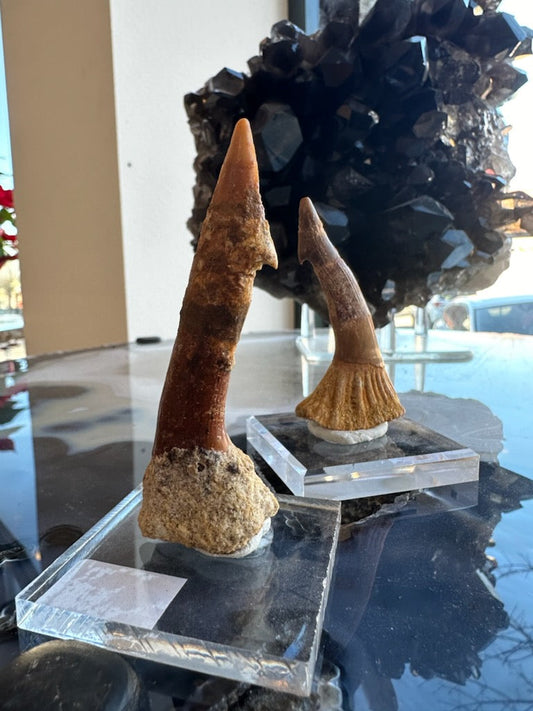 Onchopristis Barb/Tooth (LG) from Morocco – Fossils
