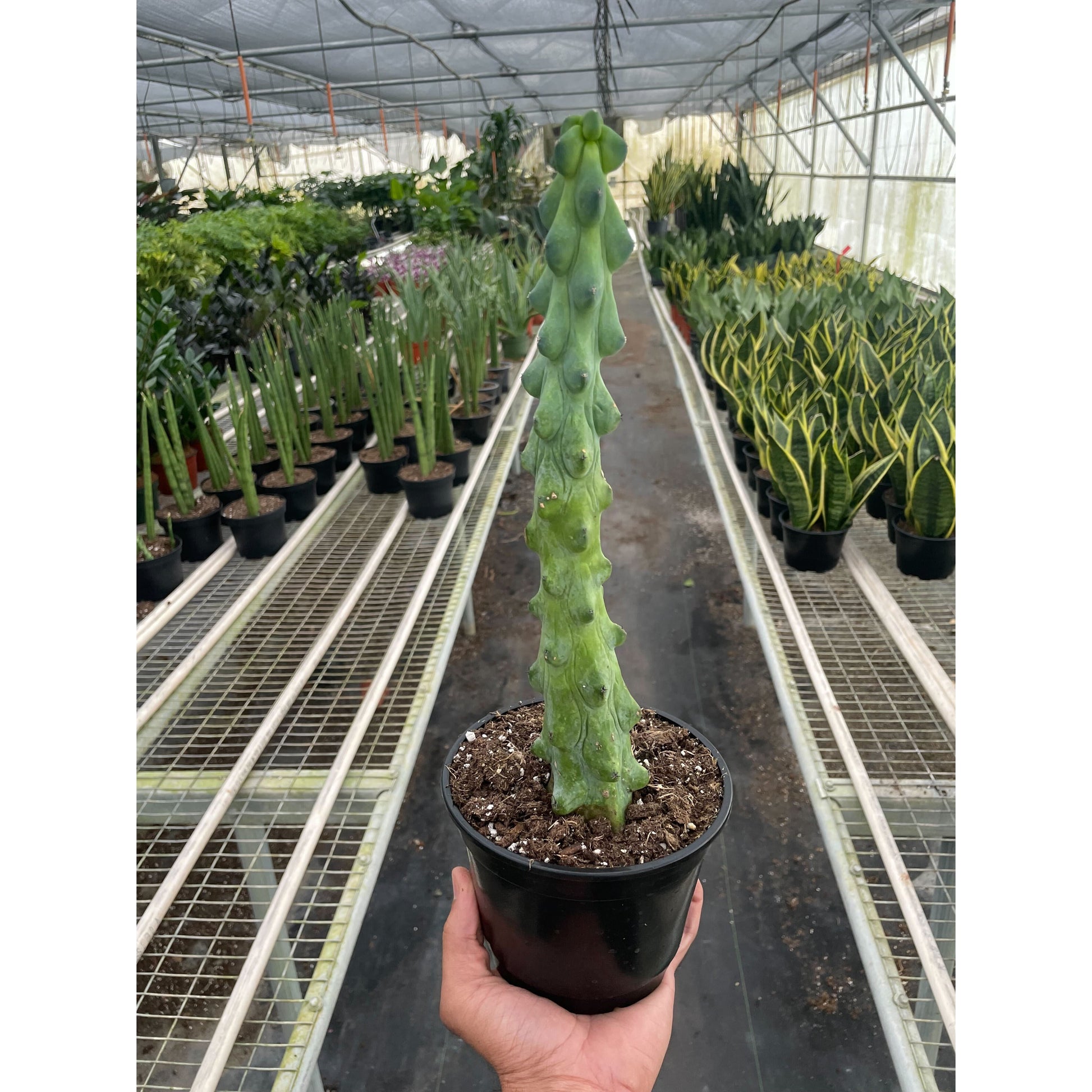 Boobie Cactus – 6" Pot Indoor Plants