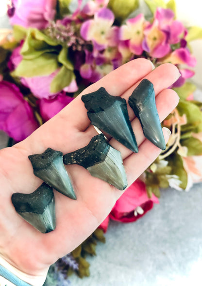 Small Megalodon Teeth Fossils – Authentic Shark Teeth from South Carolina