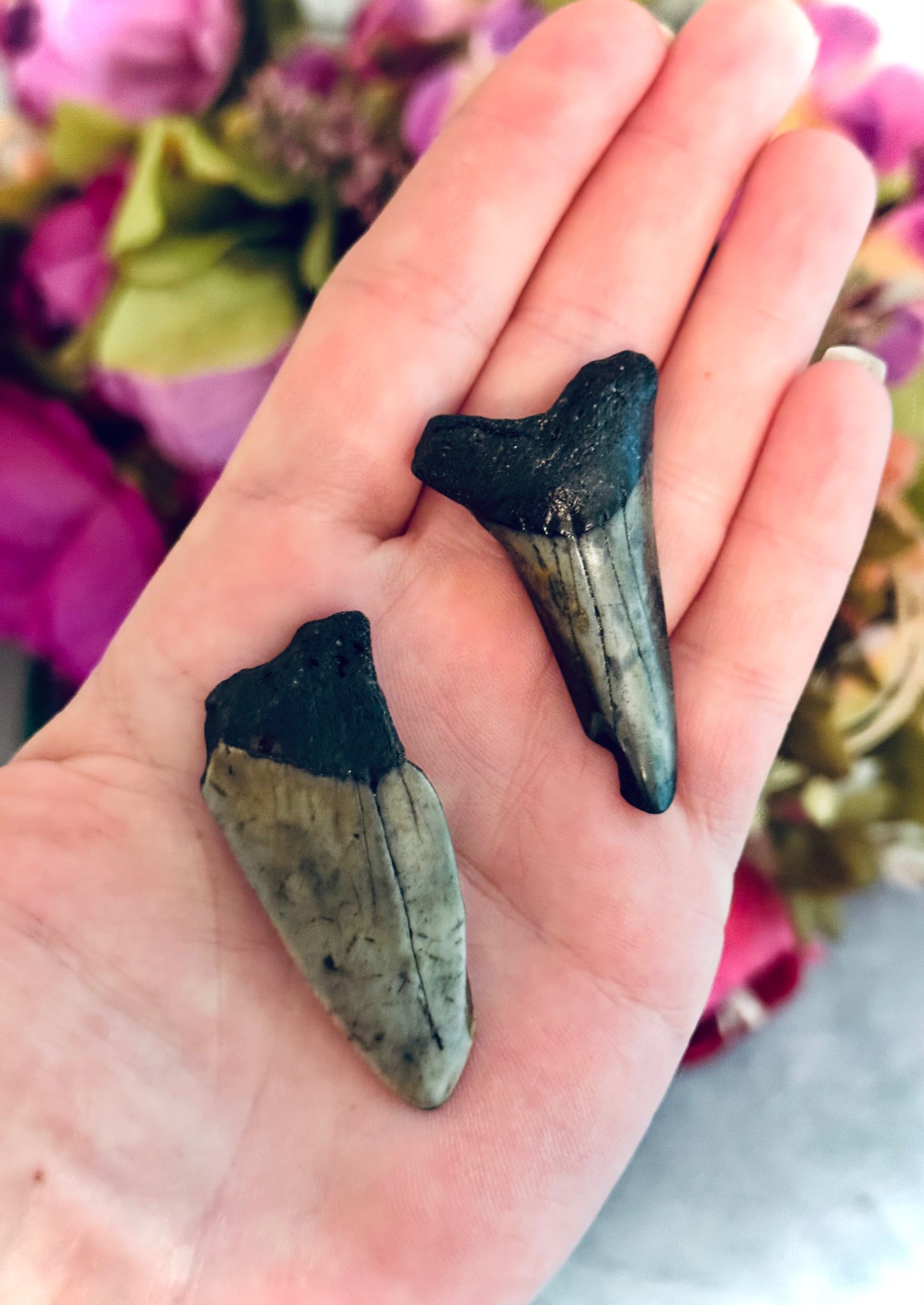 Small Megalodon Teeth Fossils – Authentic Shark Teeth from South Carolina