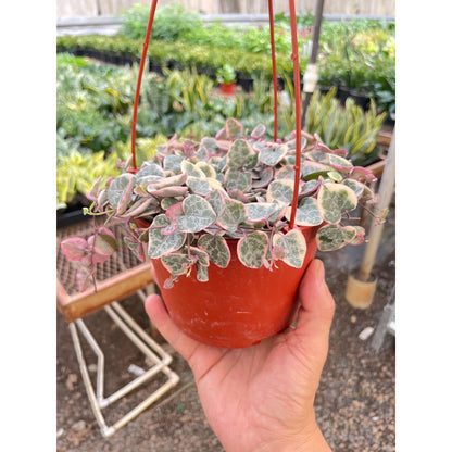 String of Hearts Variegated – 6" Pot