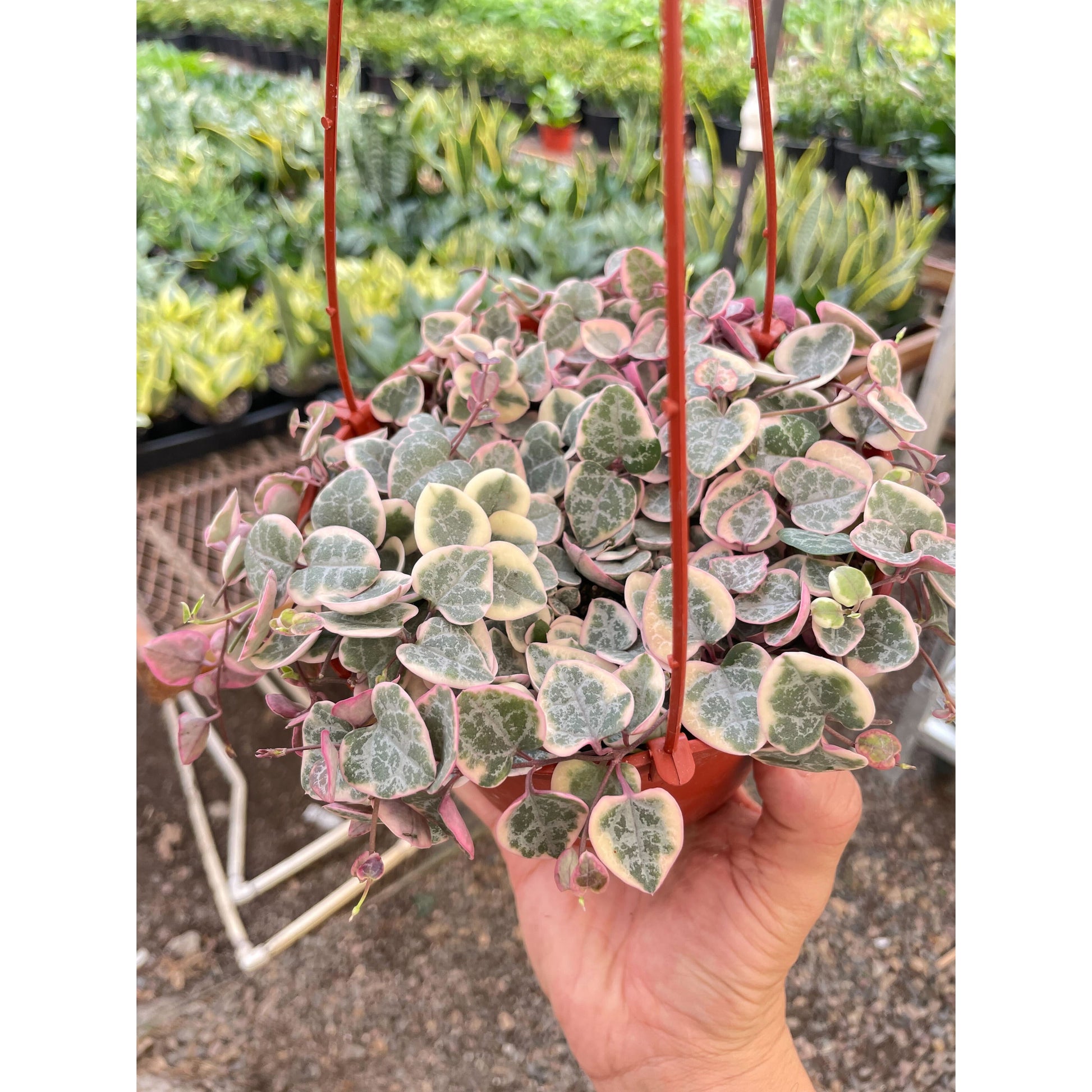String of Hearts Variegated –
