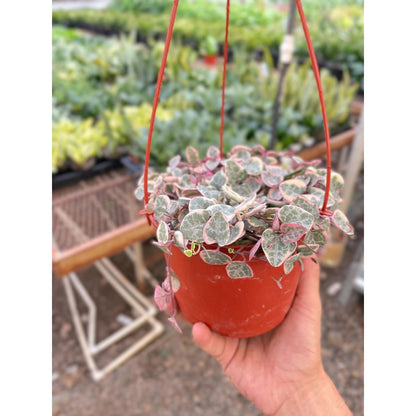 String of Hearts Variegated –