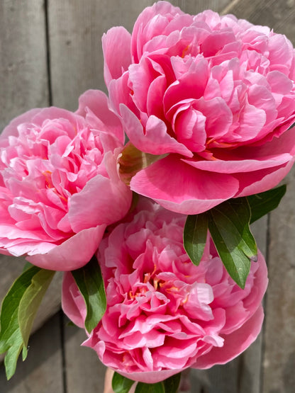 Peony & Magnolia - ROOM SPRAY