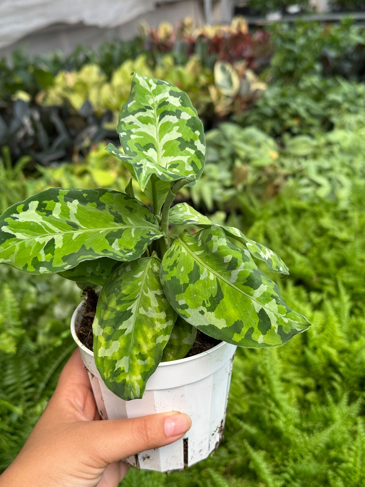 Aglaonema Pictum Tricolor Chinese Evergreen Plant