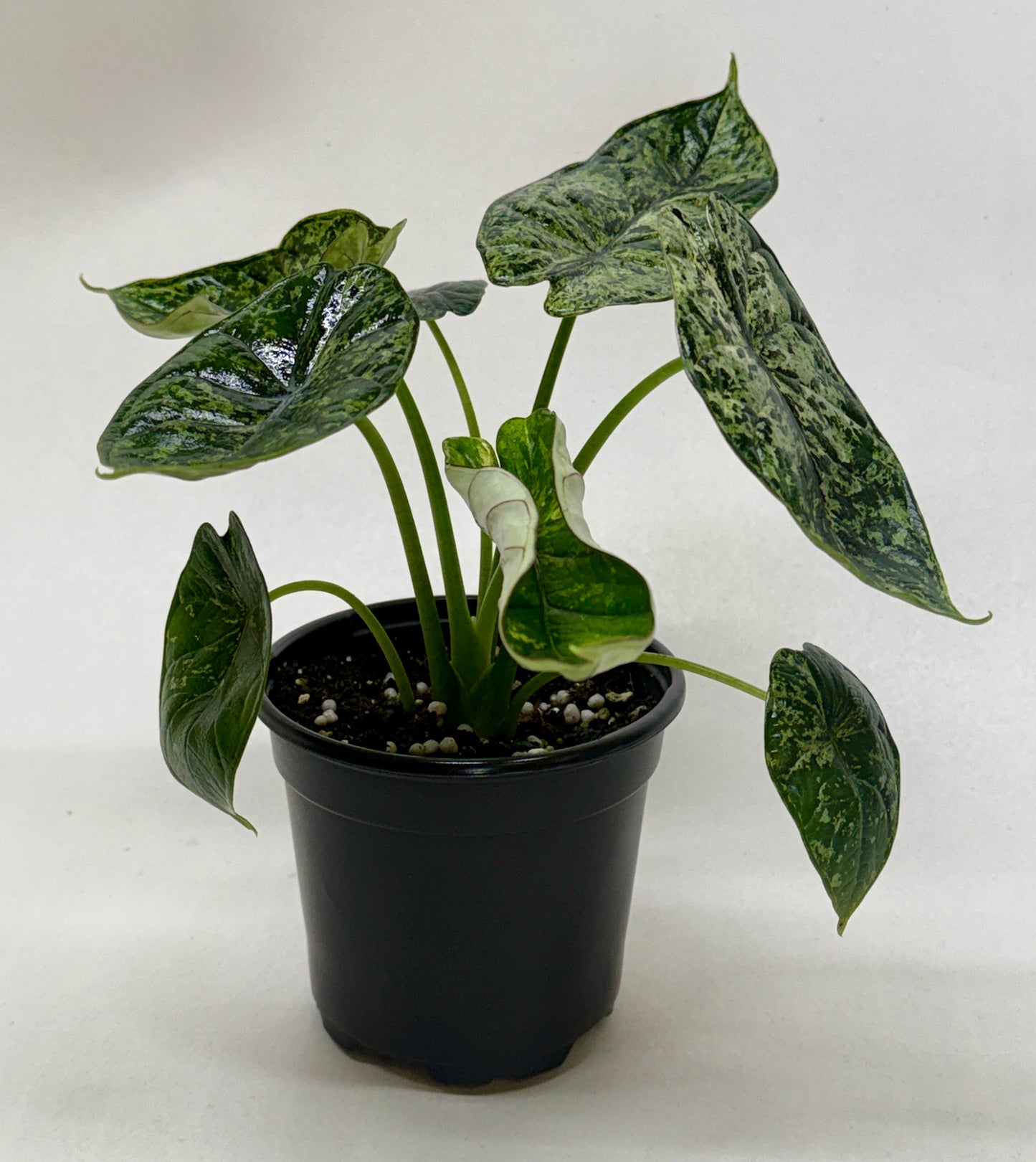 Alocasia 'Dragon Scale Mint' (Alocasia baginda) – Rare Tropical Houseplant