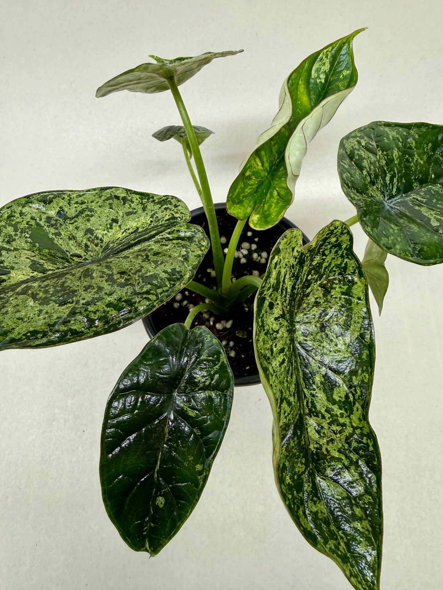Alocasia 'Dragon Scale Mint' (Alocasia baginda) – Rare Tropical Houseplant