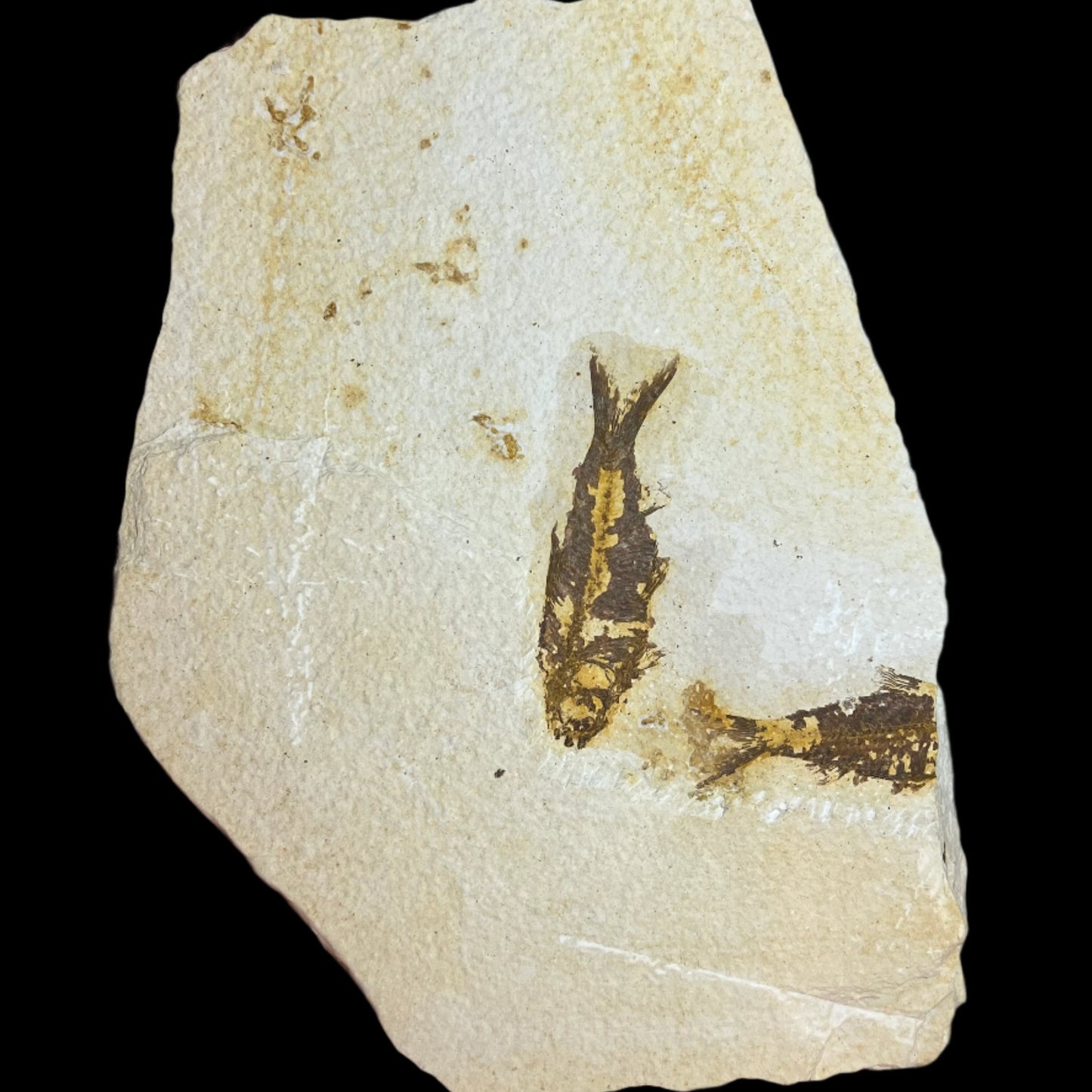 Knigtia eocaena fossil –