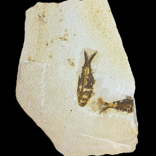 Knigtia eocaena fossil –