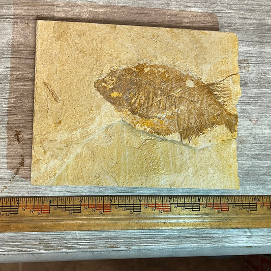 Phareodus sp. fossil –