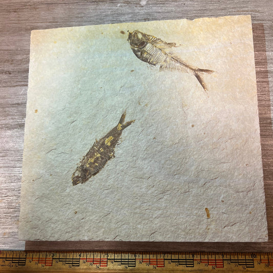 Knightia and Diplomystus fossil tile #4-001 –