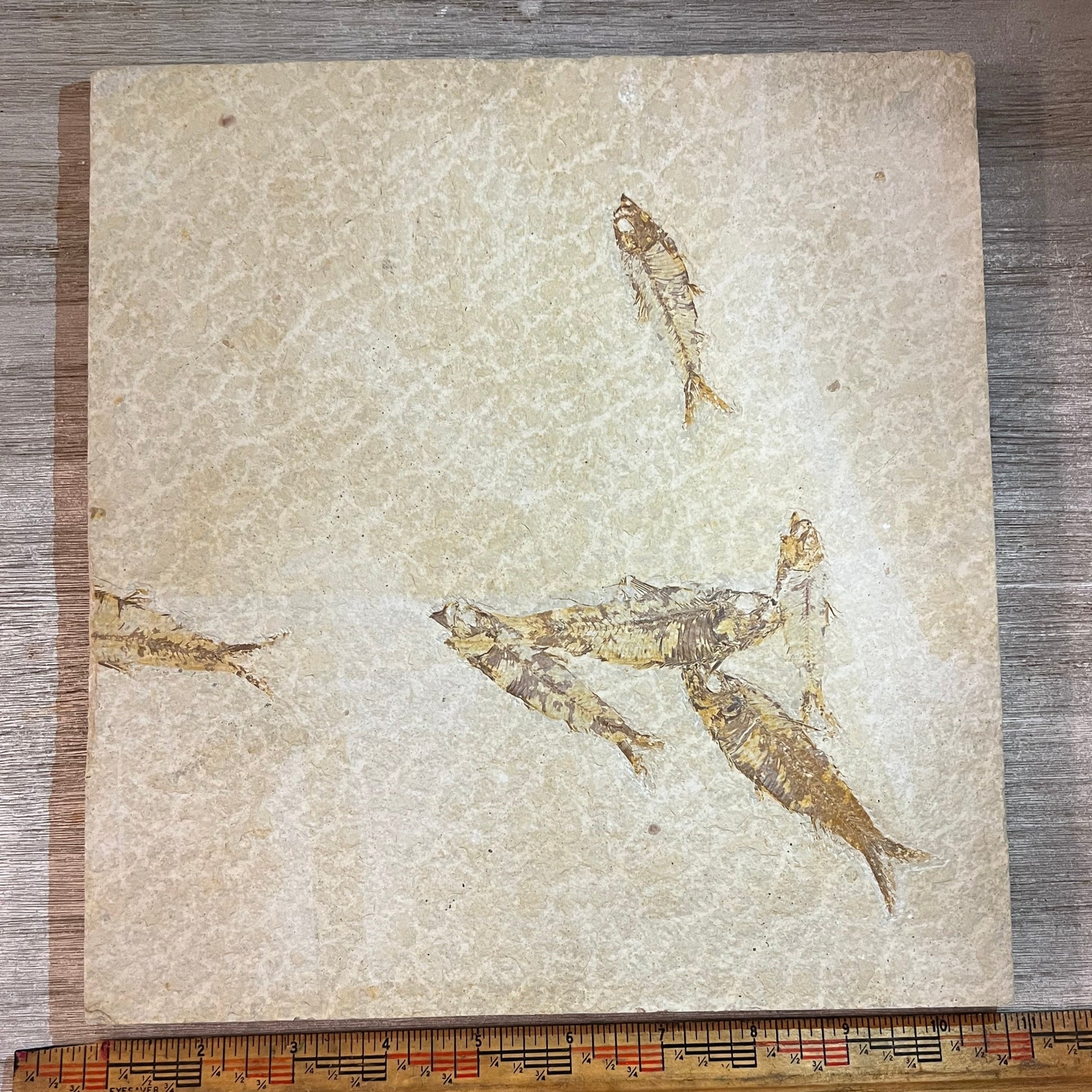 Knightia mortality plate #4-010 –