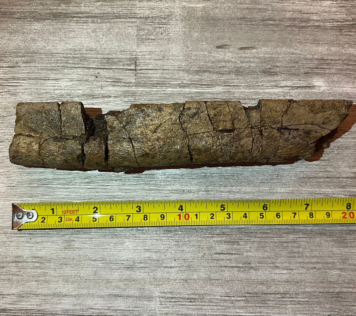Triceratops rib 9" section - Morrison Formation #5-001 –