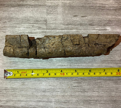 Triceratops rib 9" section - Morrison Formation #5-001 –