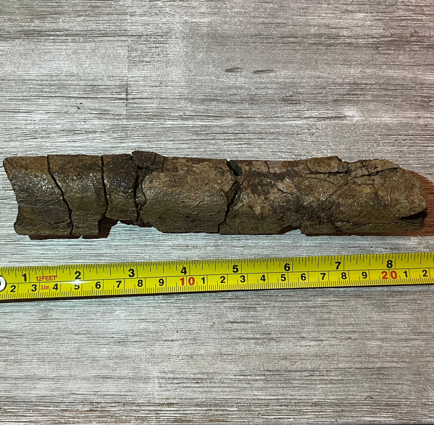 Triceratops rib 9" section - Morrison Formation #5-001 –