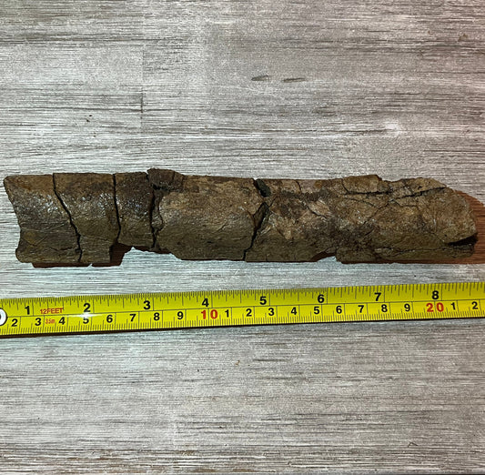 Triceratops rib 9" section - Morrison Formation #5-001 –