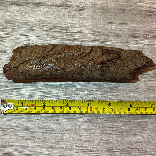 Triceratops rib 7" section #5-002 –