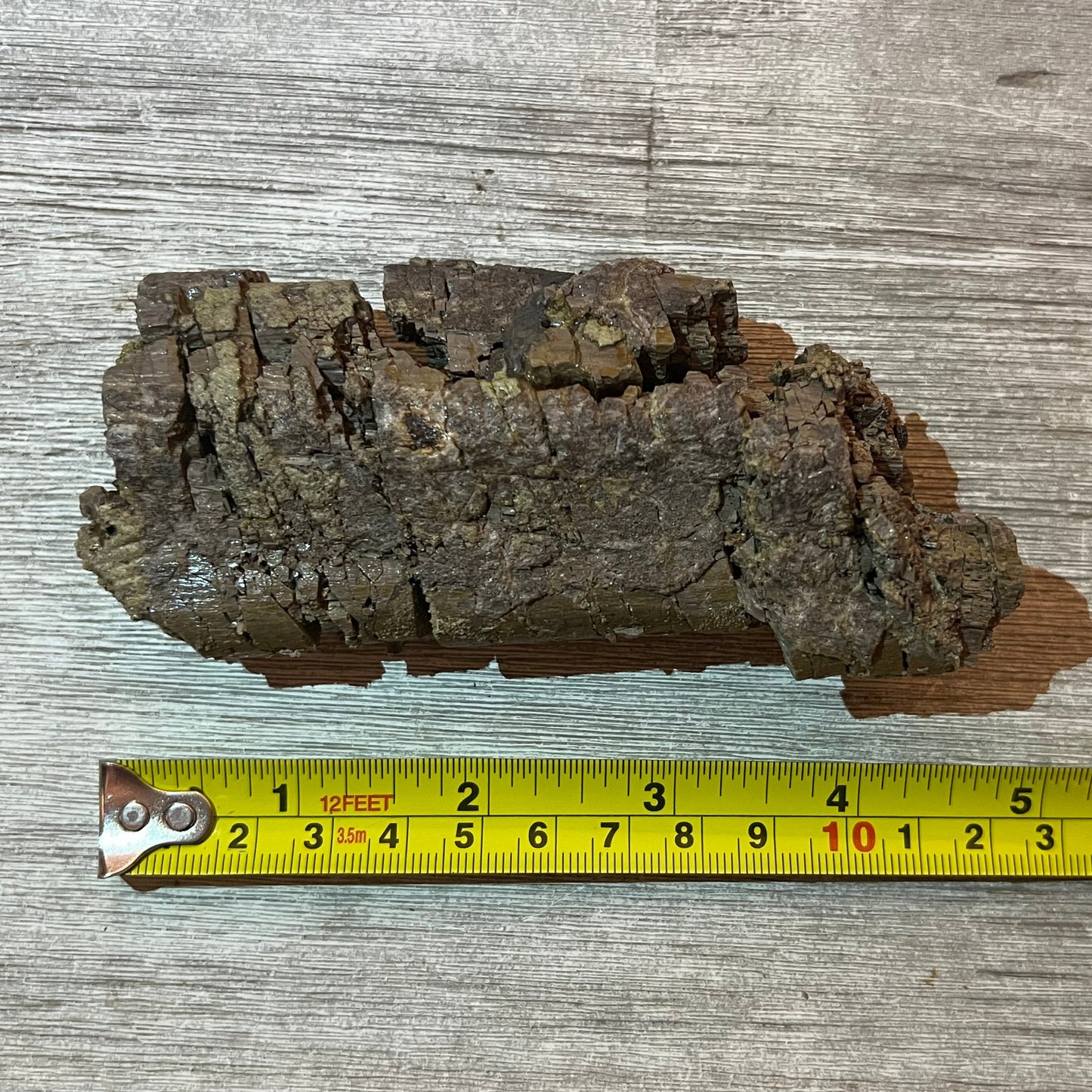 Camarasaurus rib section #5-006 –