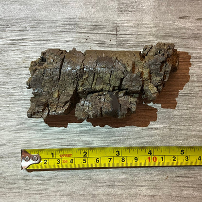 Camarasaurus rib section #5-006 –