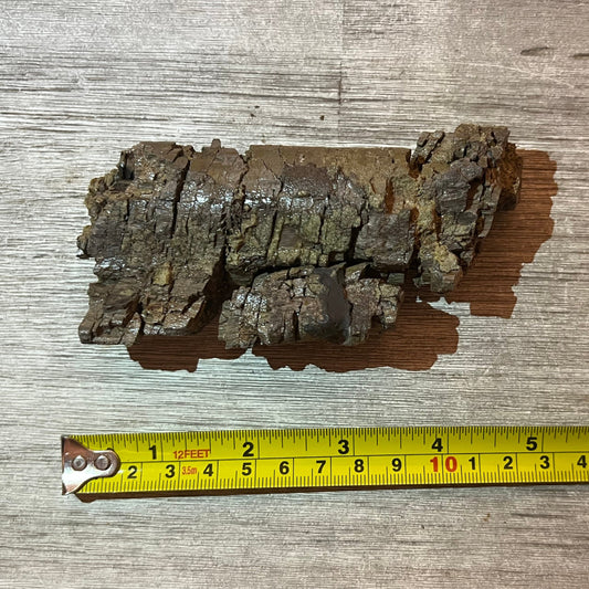 Camarasaurus rib section #5-006 –