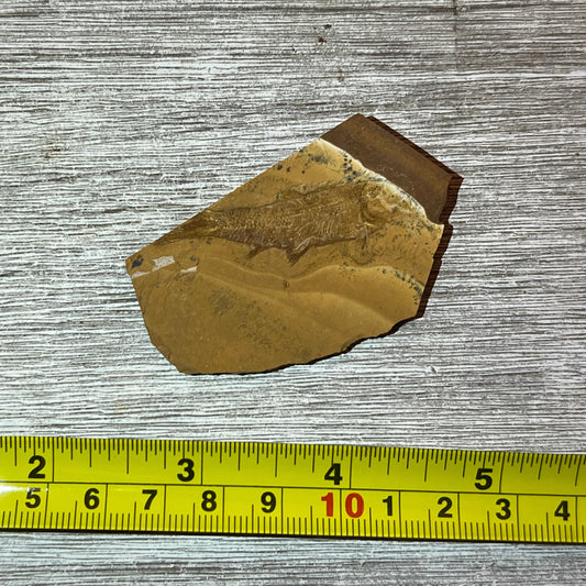 Cavenderichthys talbragarensis fish fossil #6-002 –