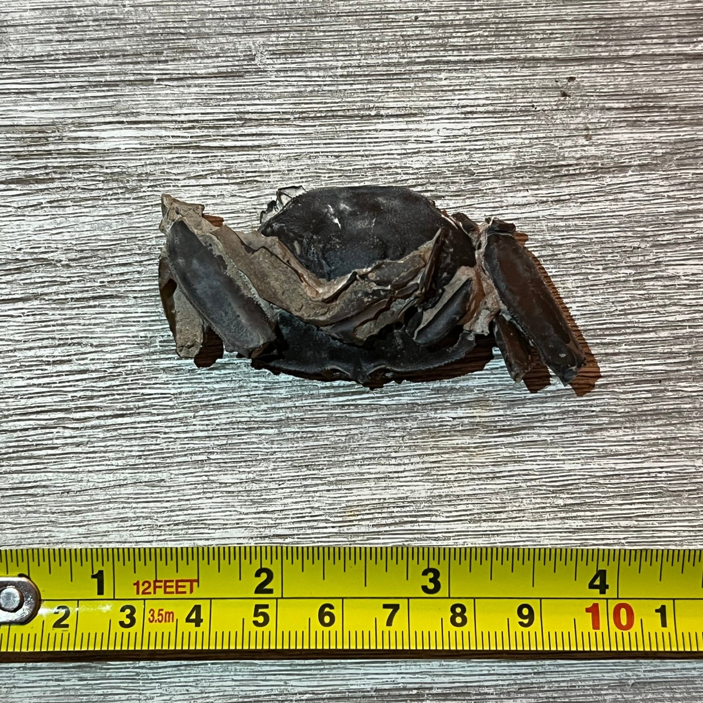 Macrophthalmus latreillei - Crab Fossil #6-003 –