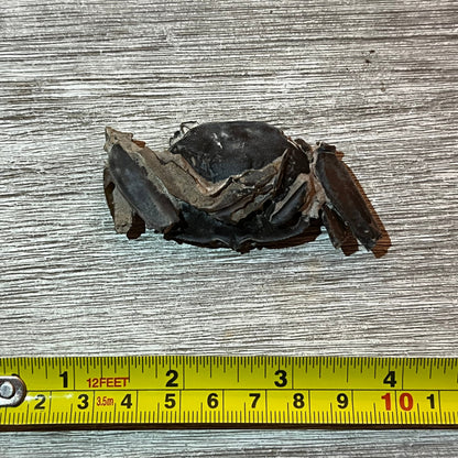 Macrophthalmus latreillei - Crab Fossil #6-003 –
