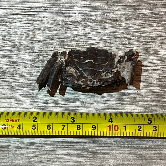 Macrophthalmus latreillei - Crab Fossil #6-003 –