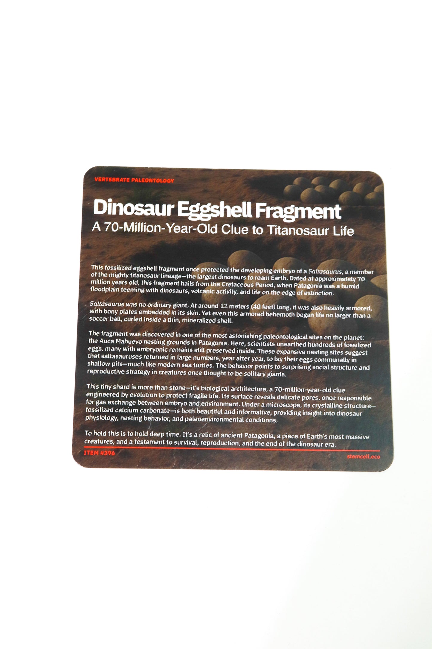 Saltasaurus Eggshell Fossil