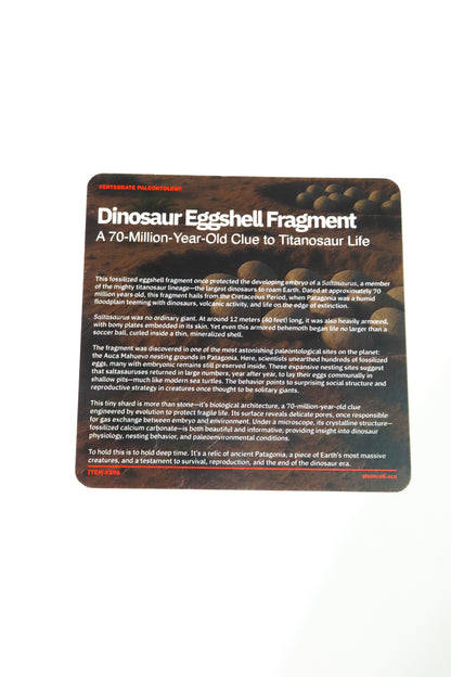 Saltasaurus Eggshell Fossil
