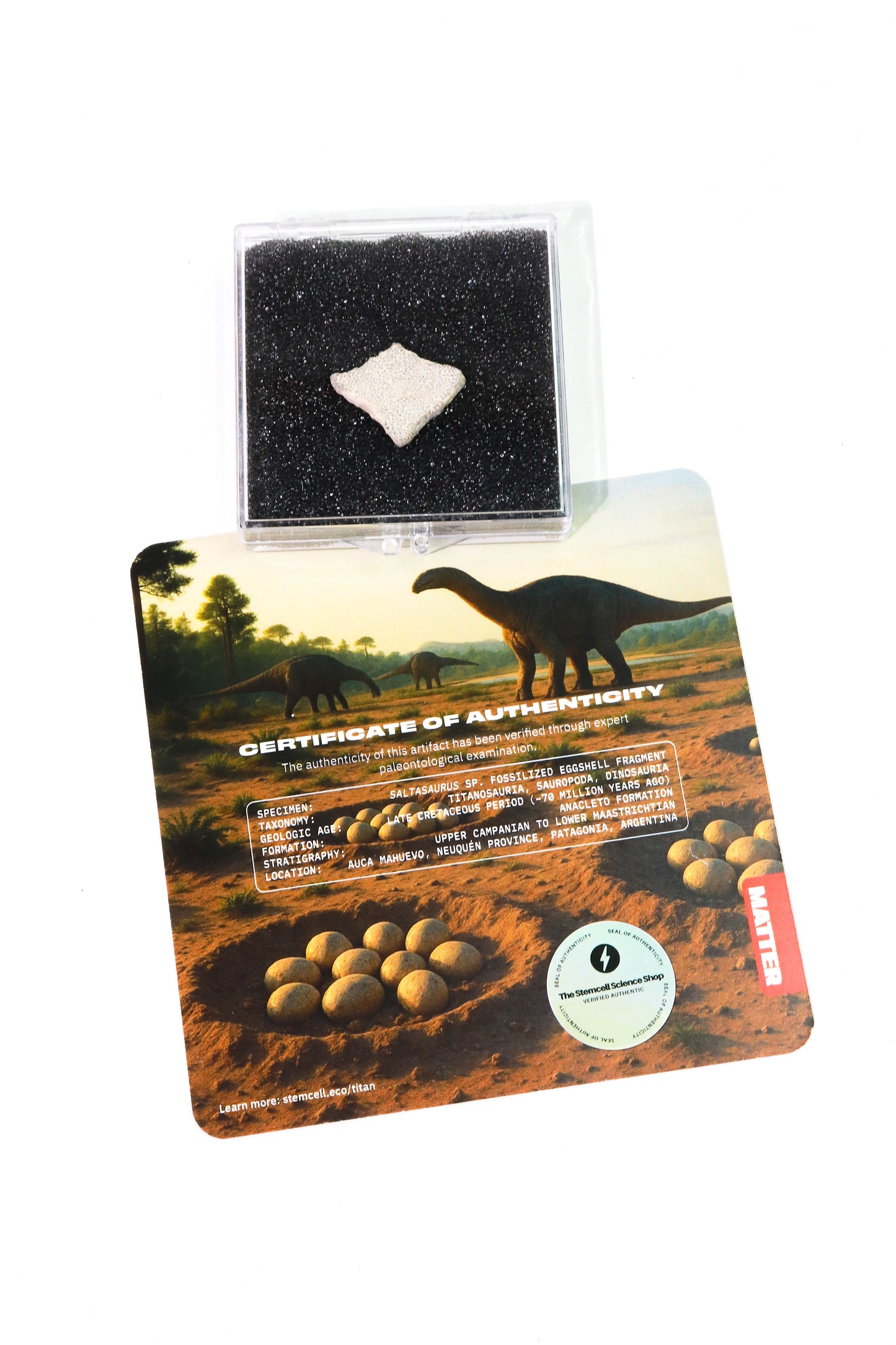 Saltasaurus Eggshell Fossil