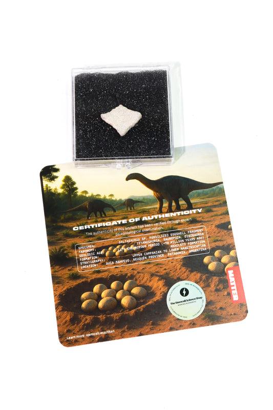 Saltasaurus Eggshell Fossil