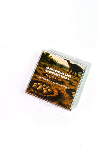 Saltasaurus Eggshell Fossil