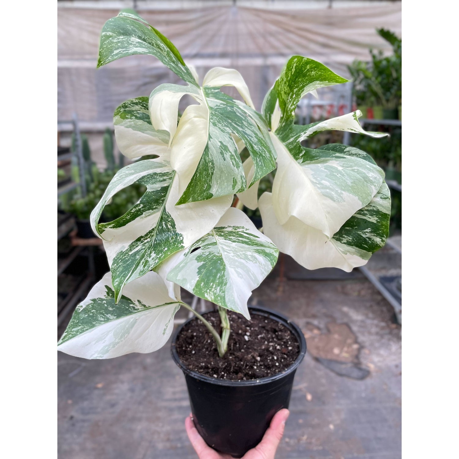 Monstera 'Albo Borsigiana Variegated' – 8" Pot