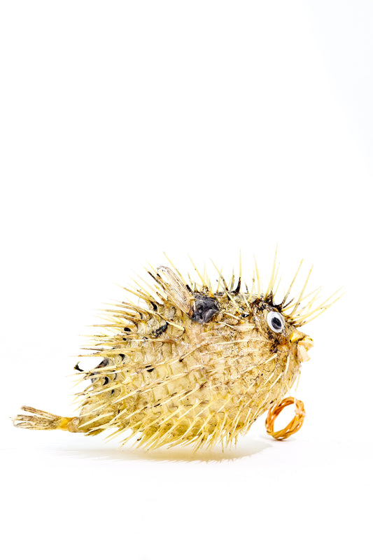 Porcupinefish