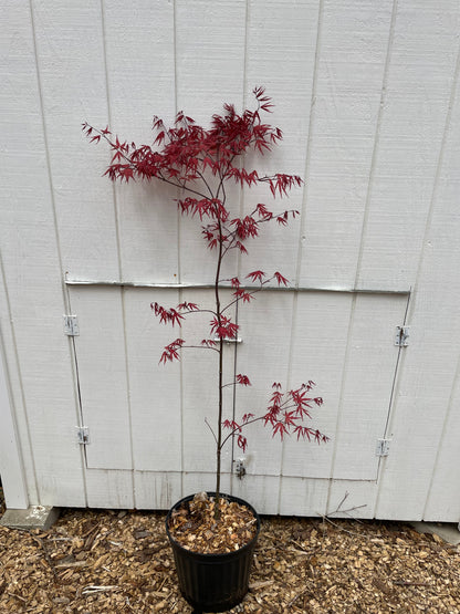 Japanese Maple ' Purple Ghost ' Grafted