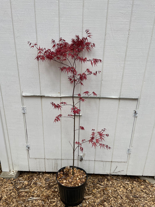 Japanese Maple ' Purple Ghost ' Grafted