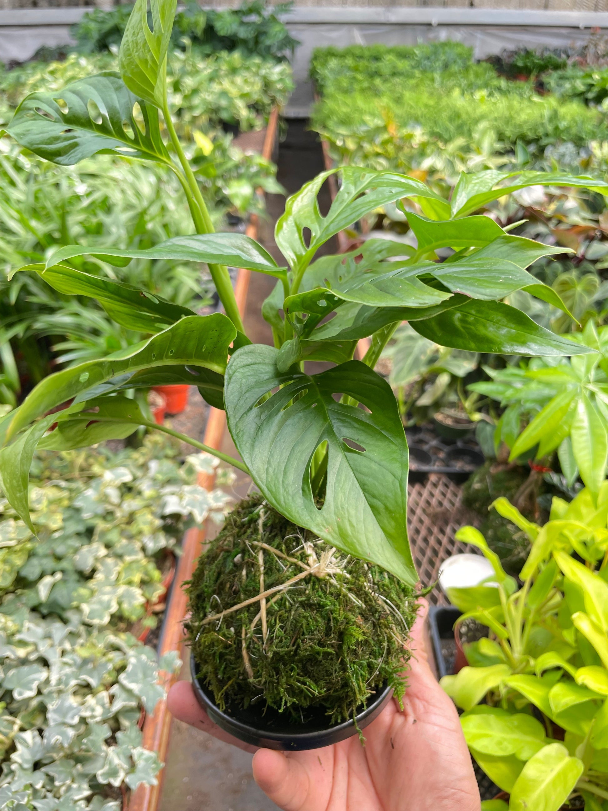 Monstera Swiss Cheese Kokedama – Black