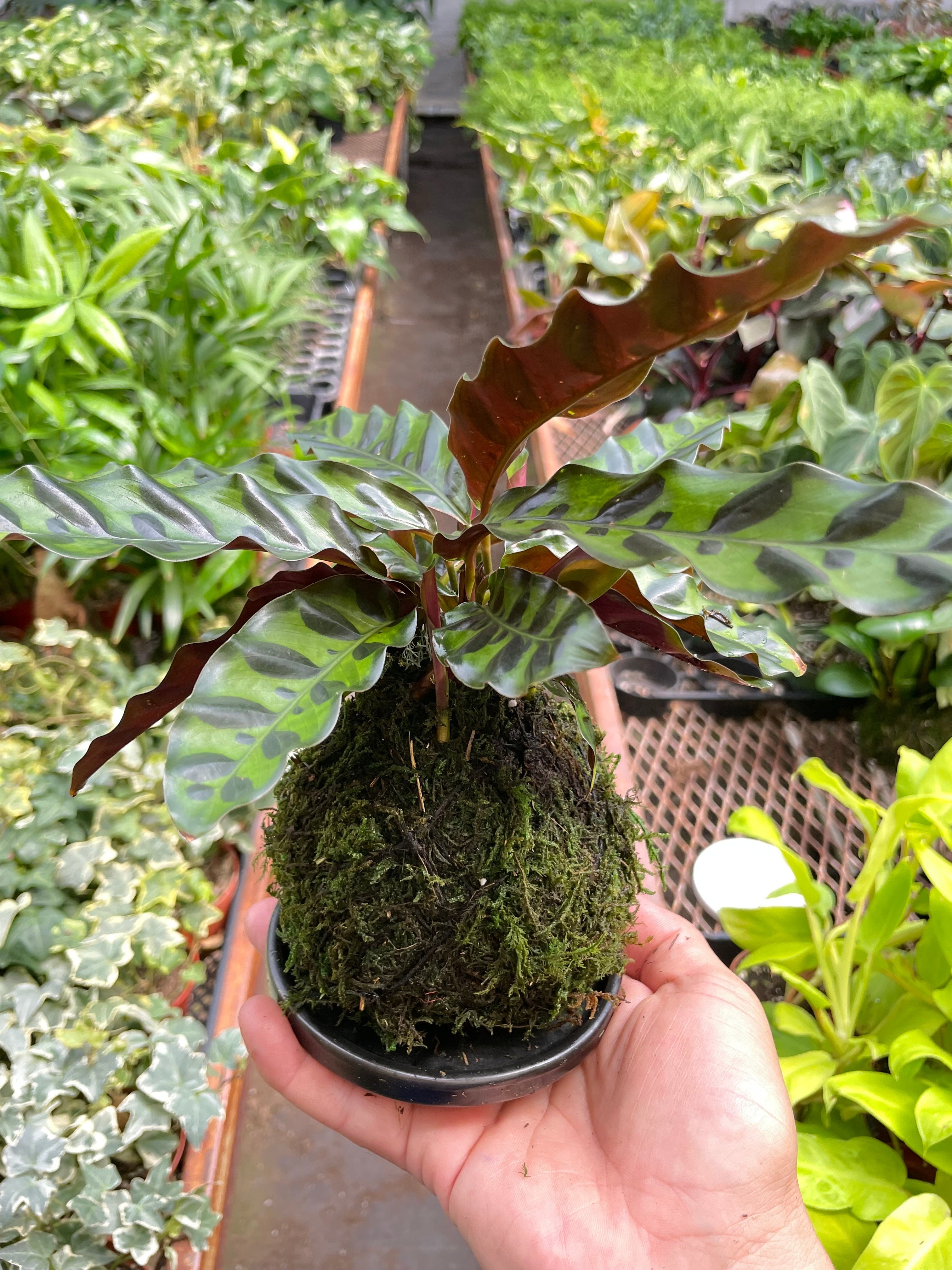 Calathea Rattlesnake Kokedama - Thumbnail 3
